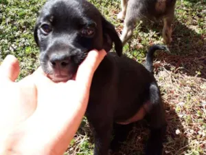 Cachorro raça Vira lata idade Abaixo de 2 meses nome Sem nome