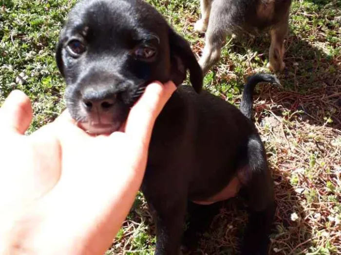 Cachorro ra a Vira lata idade Abaixo de 2 meses nome Sem nome