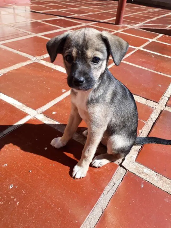 Cachorro ra a Vira lata idade Abaixo de 2 meses nome Sem nome 