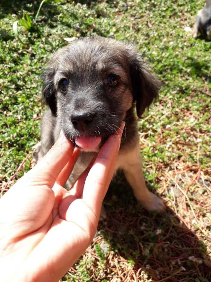 Cachorro ra a Vira lata idade Abaixo de 2 meses nome Sem nome 