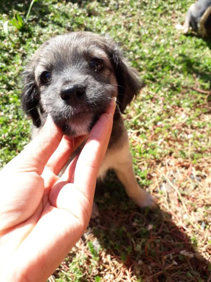 Cachorro ra a Vira lata idade Abaixo de 2 meses nome Sem nome 