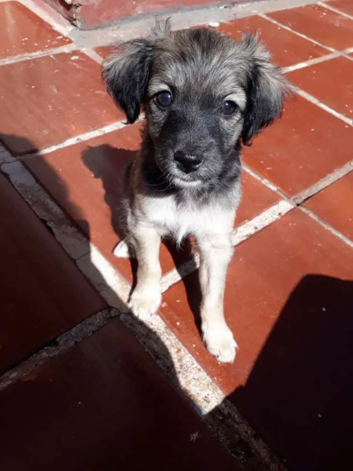 Cachorro ra a Vira lata idade Abaixo de 2 meses nome Sem nome 