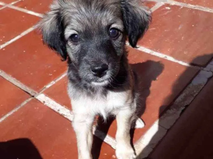 Cachorro ra a Vira lata idade Abaixo de 2 meses nome Sem nome 