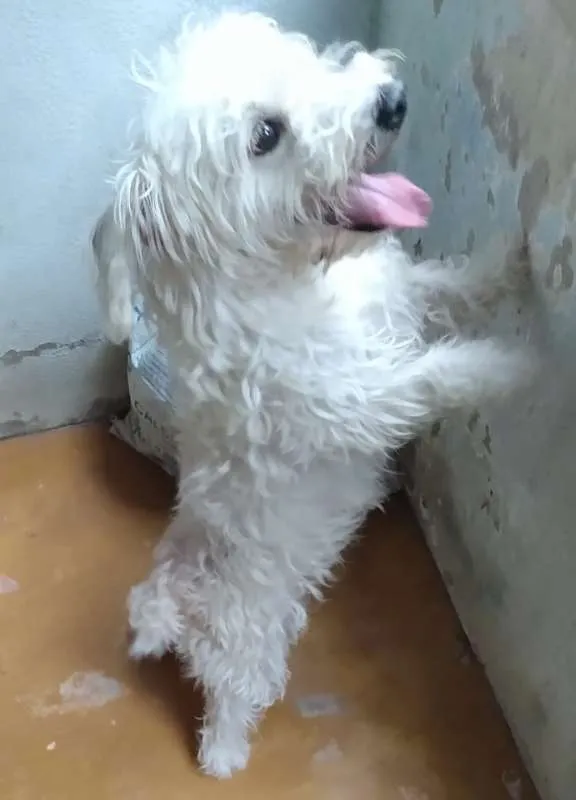 Cachorro ra a Poodle idade 1 ano nome Pitoco