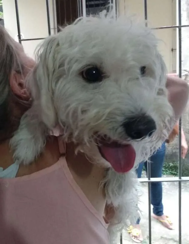 Cachorro ra a Poodle idade 1 ano nome Pitoco