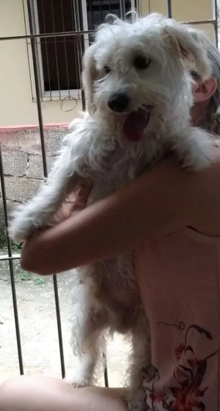 Cachorro ra a Poodle idade 1 ano nome Pitoco