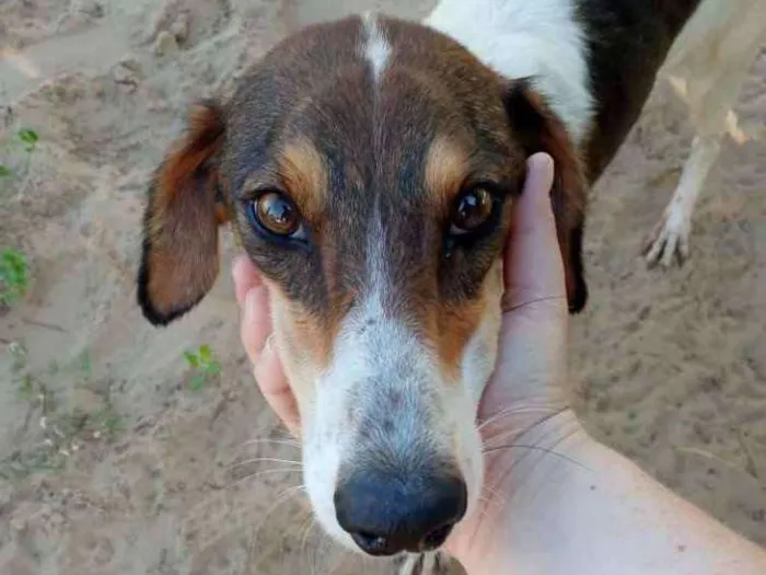 Cachorro ra a SRD idade 3 anos nome Lady