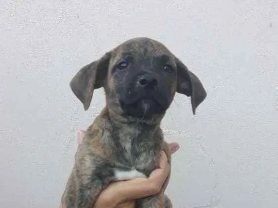 Cachorro ra a SRD idade 2 a 6 meses nome Titi