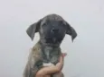 Titi