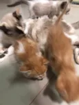 Gatinhos