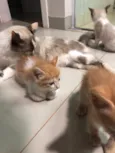 Gatinhos