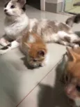 Gatinhos