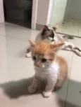 Gatinhos