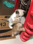 Gatinhos