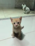 Gatinhos