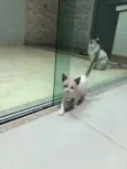 Gatinhos