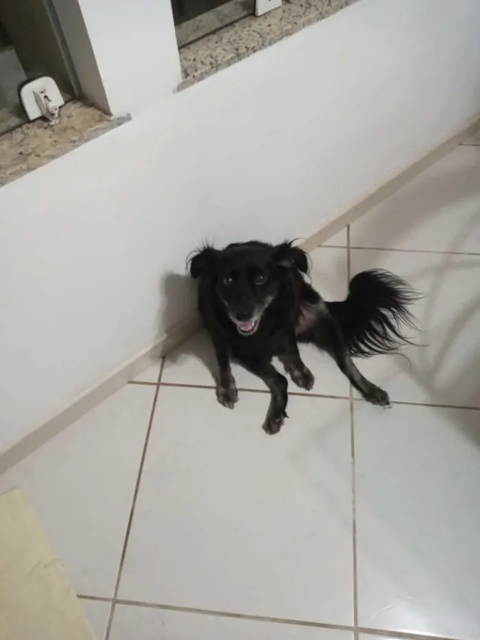 Cachorro ra a Mestiça idade 6 ou mais anos nome Lilica