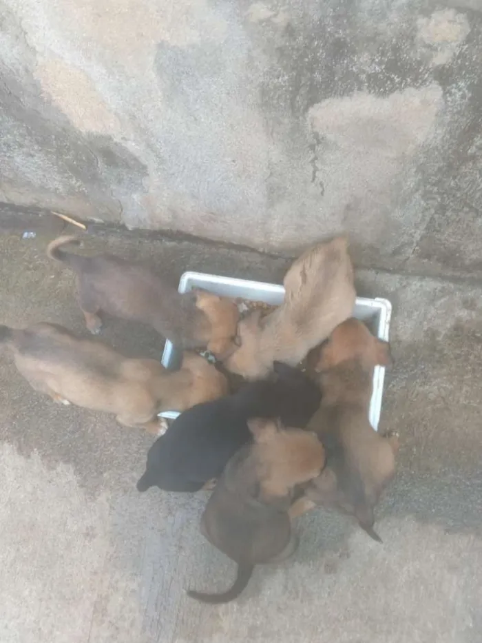 Cachorro raça Mestiço idade Abaixo de 2 meses nome Sem nome