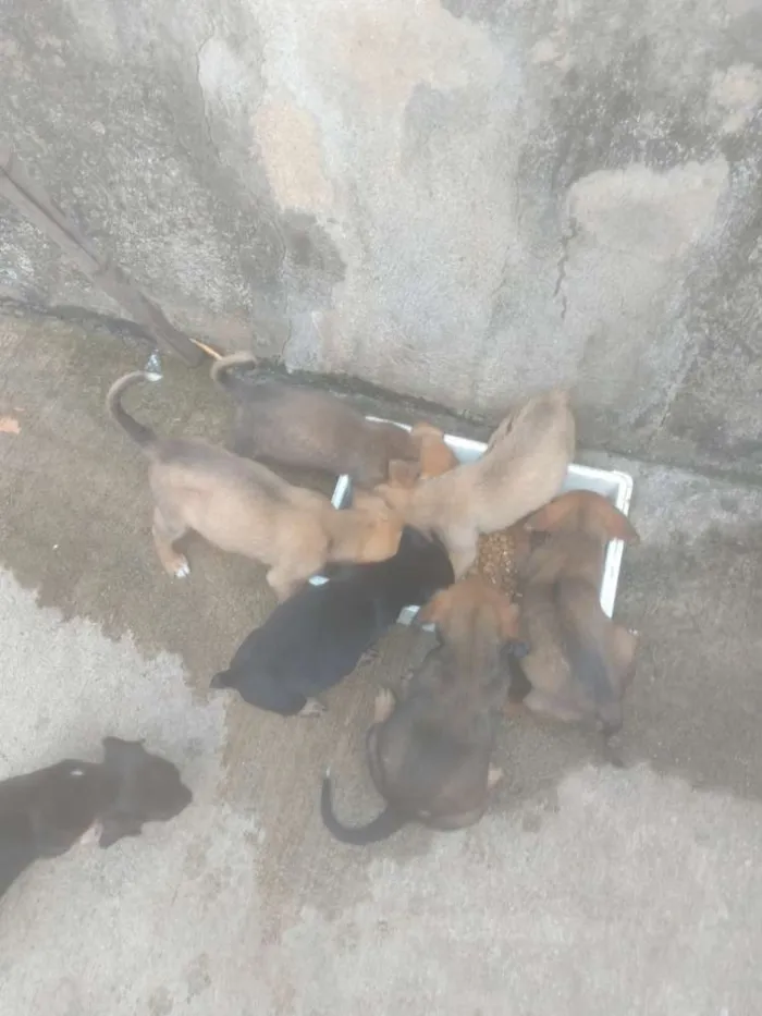 Cachorro raça Mestiço idade Abaixo de 2 meses nome Sem nome