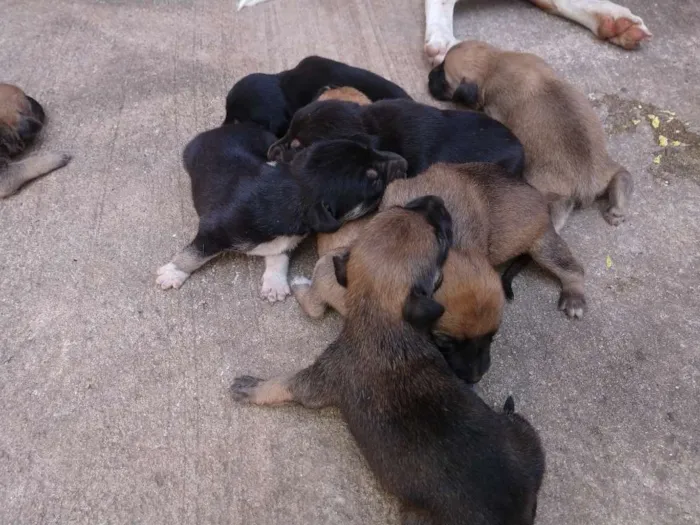 Cachorro raça Mestiço idade Abaixo de 2 meses nome Sem nome