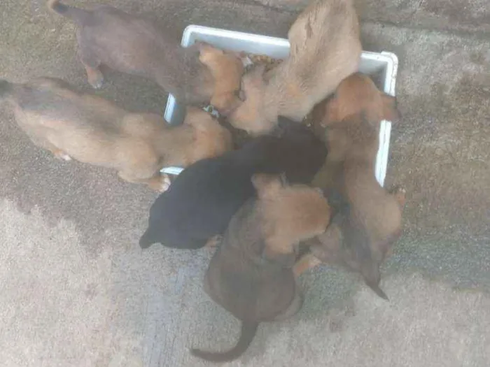 Cachorro raça Mestiço idade Abaixo de 2 meses nome Sem nome