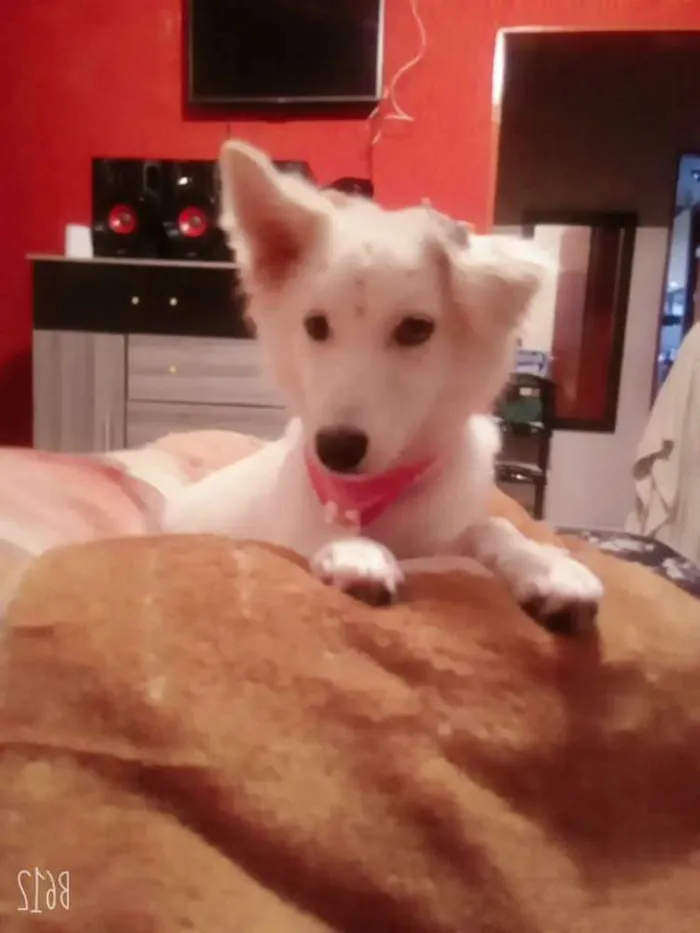 Cachorro ra a Indefinida idade 2 anos nome Mag