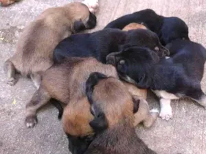 Cachorro raça Mestiço idade Abaixo de 2 meses nome Sem nome
