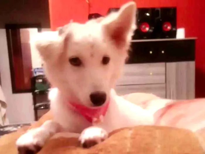 Cachorro ra a Indefinida idade 2 anos nome Mag