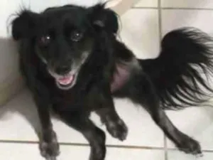 Cachorro raça Mestiça idade 6 ou mais anos nome Lilica