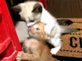Gatinhos