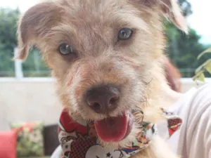 Cachorro raça SRD idade 2 a 6 meses nome Bob