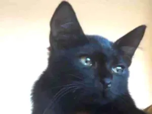 Gato raça  idade 2 a 6 meses nome Sem nome 