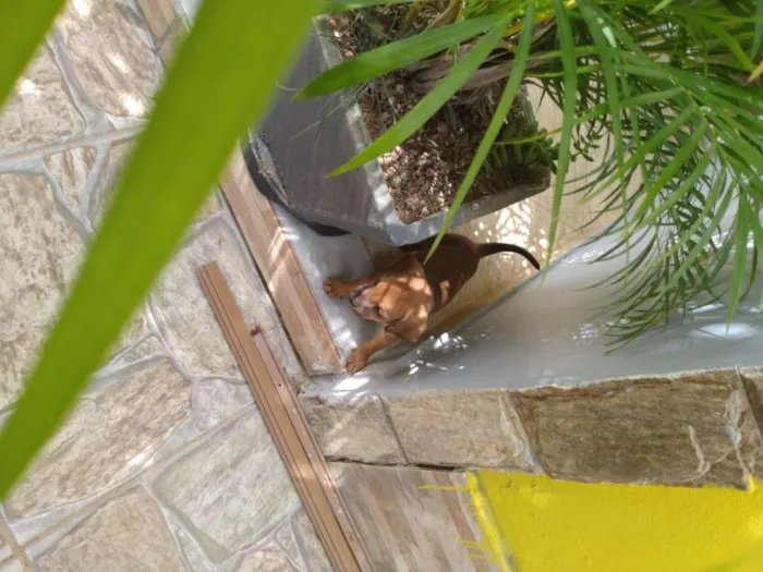 Cachorro ra a  idade Abaixo de 2 meses nome Sem nome
