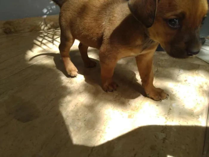 Cachorro ra a  idade Abaixo de 2 meses nome Sem nome