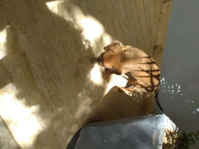 Cachorro ra a  idade Abaixo de 2 meses nome Sem nome