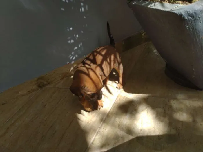 Cachorro ra a  idade Abaixo de 2 meses nome Sem nome