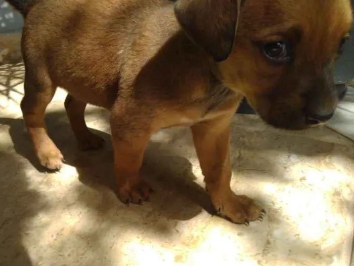 Cachorro ra a  idade Abaixo de 2 meses nome Sem nome
