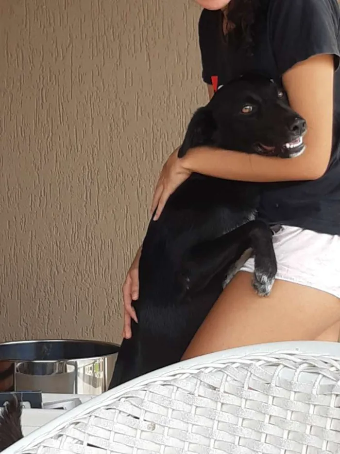 Cachorro ra a Vira latar idade 3 anos nome Alfa