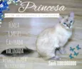 Princesa