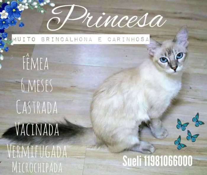 Gato ra a SRD idade 7 a 11 meses nome Princesa