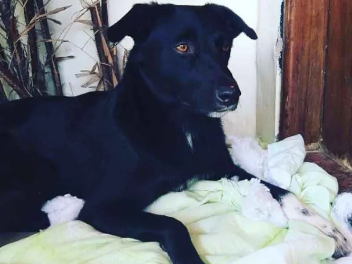 Cachorro ra a Vira latar idade 3 anos nome Alfa