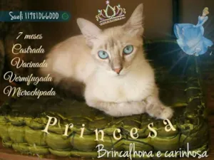 Gato raça SRD idade 7 a 11 meses nome Princesa