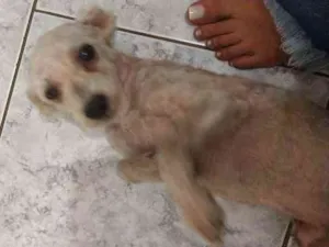 Cachorro raça Podlle idade 6 ou mais anos nome Nick