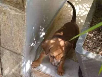 Cachorro ra a  idade Abaixo de 2 meses nome Sem nome