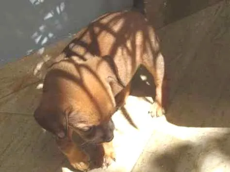 Cachorro ra a  idade Abaixo de 2 meses nome Sem nome