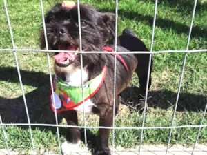 Cachorro raça SRD idade 5 anos nome Feijão