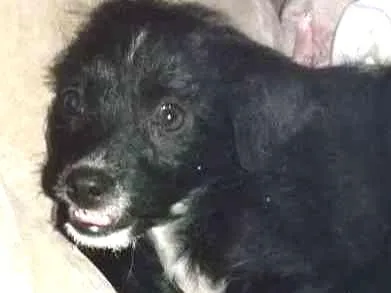 Cachorro ra a Indefinido  idade 2 a 6 meses nome Não sei 