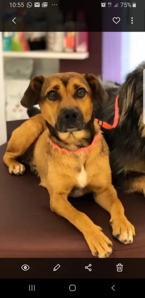 Cachorro ra a SRD idade 2 anos nome Zefa