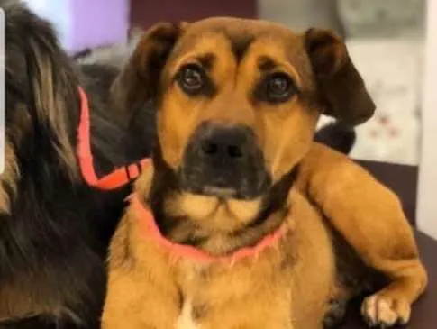 Cachorro ra a SRD idade 2 anos nome Zefa