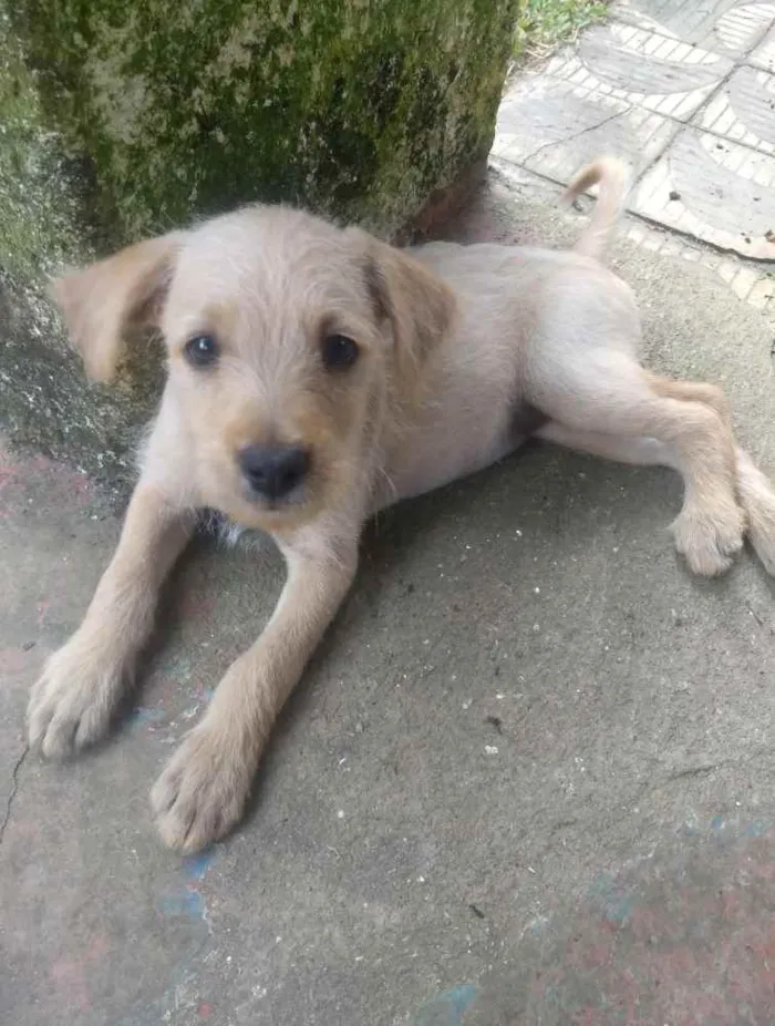 Cachorro ra a Sem raça definida idade 2 a 6 meses nome Sem nome